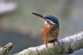 <p>LEDŇÁČEK ŘÍČNÍ (Alcedo attis) Šluknovsko - Jiříkov /Common kingfisher - Eisvogel/</p>